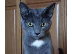 Adopt Skittles a Gray or Blue (Mostly) Domestic Shorthair / Mixed cat in