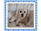 Adopt Bedford - IL a White Bichon Frise / Mixed dog in Tulsa, OK (38834841)