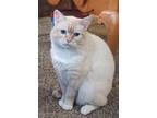 Adopt Finley a Cream or Ivory Colorpoint Shorthair (medium coat) cat in