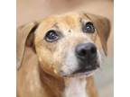 Adopt Mary a Terrier (Unknown Type, Small) / Mixed Breed (Medium) / Mixed dog in