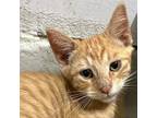 Adopt Puck a Domestic Shorthair / Mixed (short coat) cat in Fayetteville