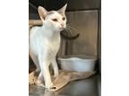 Adopt Dalilah a Domestic Shorthair / Mixed (short coat) cat in Portland