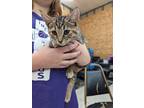 Adopt Precious a Domestic Shorthair / Mixed (short coat) cat in Coshocton