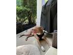 Adopt Boss a Tan/Yellow/Fawn American Pit Bull Terrier / Mixed dog in Atlanta