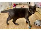 Adopt Sadie 5 a Domestic Shorthair / Mixed (short coat) cat in Hoover