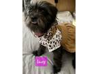 Adopt Lavy a Shih Tzu, Schnauzer