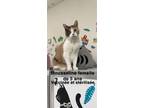 Adopt Mousseline a Dilute Calico