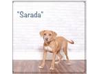 Adopt Sarada a Brown/Chocolate Terrier (Unknown Type, Small) / Mixed dog in