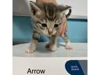 Adopt Arrow a Domestic Short Hair