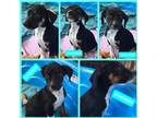 Adopt Schooner a Black - with White Labrador Retriever dog in Ola, AR (38747303)