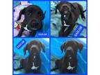 Adopt Sailor a Black Labrador Retriever dog in Ola, AR (38747302)