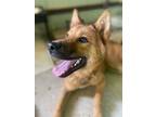 Adopt Tani a Brown/Chocolate Norwegian Elkhound / Jindo / Mixed dog in Palisades