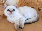 British Shorthair Boy Volt Blue Eyed Little Angel