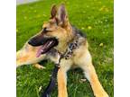 Adopt Dagmar a German Shepherd Dog
