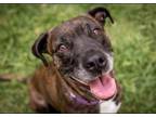 Adopt Eve a American Staffordshire Terrier, Cane Corso