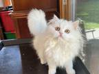 PAPRIKA White FEMALE Persian