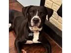 Adopt Scrappy a Black Labrador Retriever / Mixed dog in Shawnee, KS (38863516)