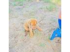 Adopt Tiger(tuka 10) a Red/Golden/Orange/Chestnut Doberman Pinscher / Shepherd
