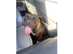 Adopt Shiloh a American Bully