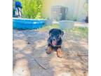 Adopt Happy a Black Doberman Pinscher / Shepherd (Unknown Type) / Mixed dog in
