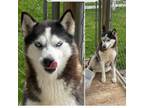 Adopt Alaska a Pomsky