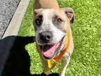 Adopt Evette a Tan/Yellow/Fawn - with White Pit Bull Terrier / Mixed dog in San