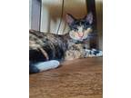 Adopt Erin a Calico or Dilute Calico Calico / Mixed (short coat) cat in Fair