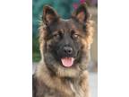 Adopt Lola von Lohra a Tan/Yellow/Fawn - with Black German Shepherd Dog / Mixed