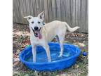 Adopt Zipper a Tan/Yellow/Fawn Labrador Retriever / Shepherd (Unknown Type) /