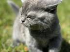 Scottish Straight Grey Kitten