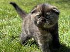 Scottish Fold Girl