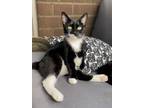 Adopt Heidi a Black & White or Tuxedo Domestic Shorthair cat in New York