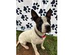 Adopt Genie a Brindle - with White Boston Terrier / Mixed Breed (Medium) / Mixed