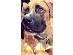 Adopt Tank a Brindle Boxer / German Shepherd Dog / Mixed dog in Laramie