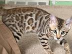 Samir Bengal Male Kitten