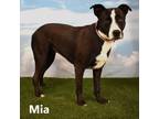 Adopt Mia a Black Pit Bull Terrier / Mixed dog in Yuma, AZ (38872086)