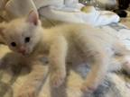 Flame Pt Siamese Males