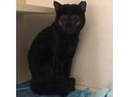 Adopt Pretzel Twist a All Black Domestic Shorthair / Mixed cat in Jacksonville