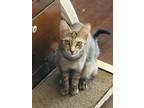 Adopt Thelma & Louise & Kittens a Calico or Dilute Calico Tabby / Mixed (short