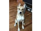 Adopt Honey a Tan/Yellow/Fawn - with White Husky / Terrier (Unknown Type