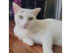 Adopt Boop a White Domestic Shorthair / Mixed cat in Philadelphia, PA (38456241)