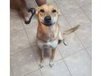 Adopt Rue a Tricolor (Tan/Brown & Black & White) German Shepherd Dog / Chow Chow