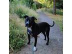 Adopt Trooper a Black American Staffordshire Terrier / Mixed dog in Lompoc