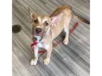 Adopt OATS a Red/Golden/Orange/Chestnut - with White Husky / Mixed dog in