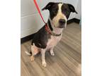 Adopt ORCHID a White - with Black Pointer / Mixed dog in McDonough