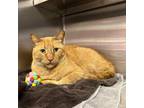 Adopt Carrot a Orange or Red Domestic Shorthair / Mixed cat in Blasdell