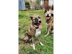 Adopt Fenyx LOVES cuddling! a Brindle - with White Terrier (Unknown Type