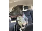 Adopt Venus Gibson a Gray/Silver/Salt & Pepper - with White Mutt / American Pit