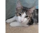 Adopt ROSE a Calico or Dilute Calico Domestic Longhair / Mixed cat in Pt.
