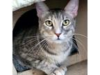 Adopt Wanda a Gray or Blue Domestic Shorthair / Mixed cat in Fredericksburg